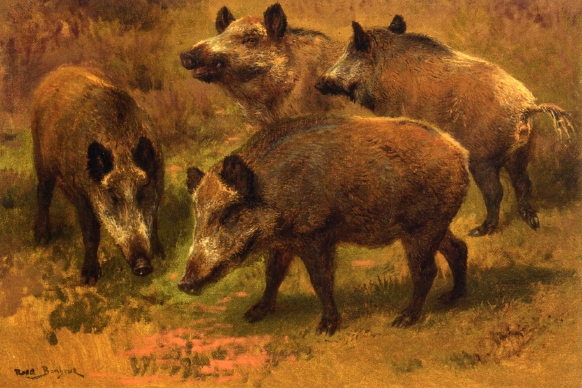 four-boars-in-a-landscape